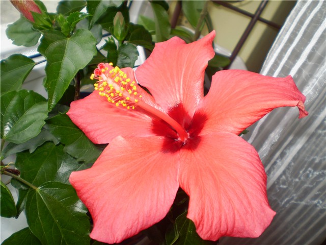 hibiskus
